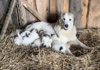 Matka so šteniatkami ležiaca pri kojení