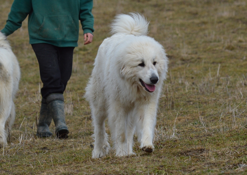 Pastiersky pes kráčajúci po pastvine