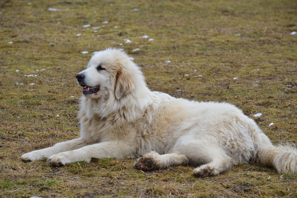 Pastiersky pes ležiaci na pastvine