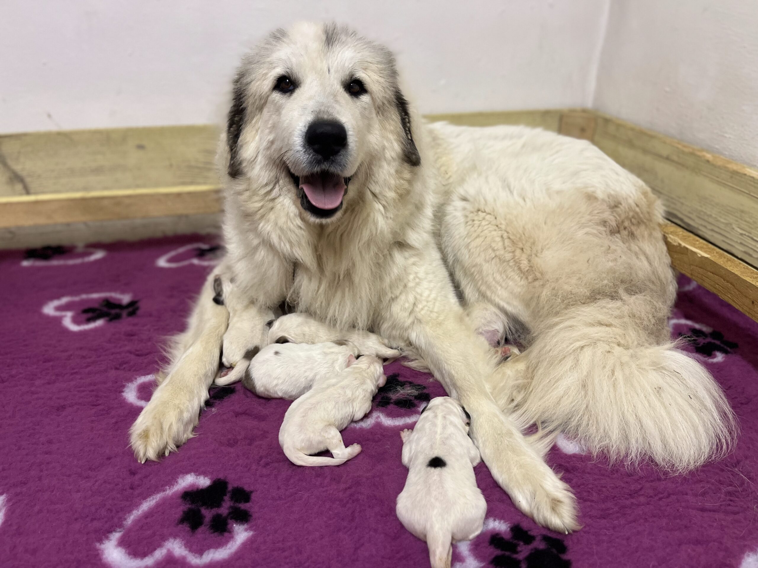 Sučka pastierskeho psa ležiaca s novorodenými šteniatkami