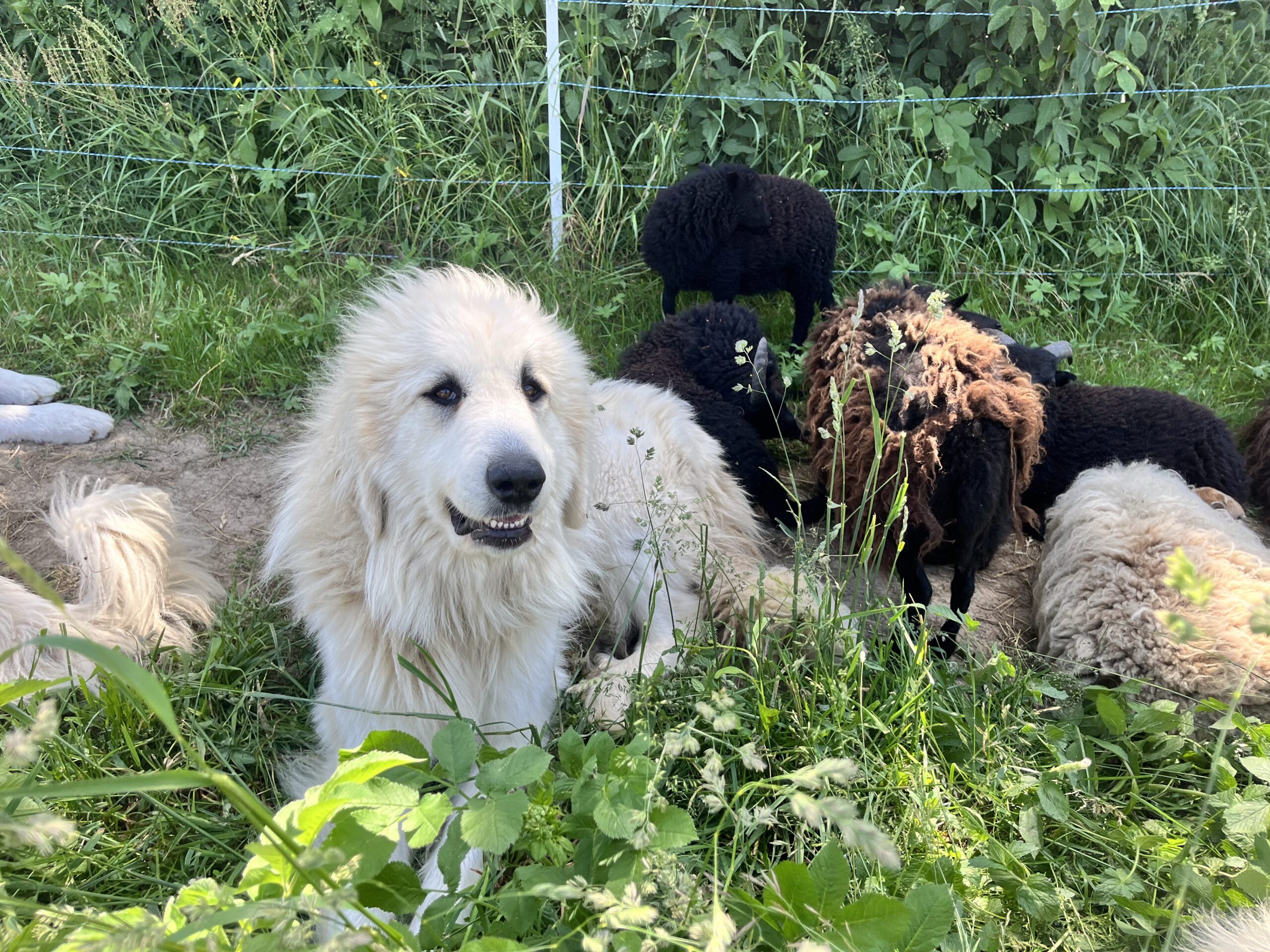 Pastiersky pes ležiaci medzi ovečkami