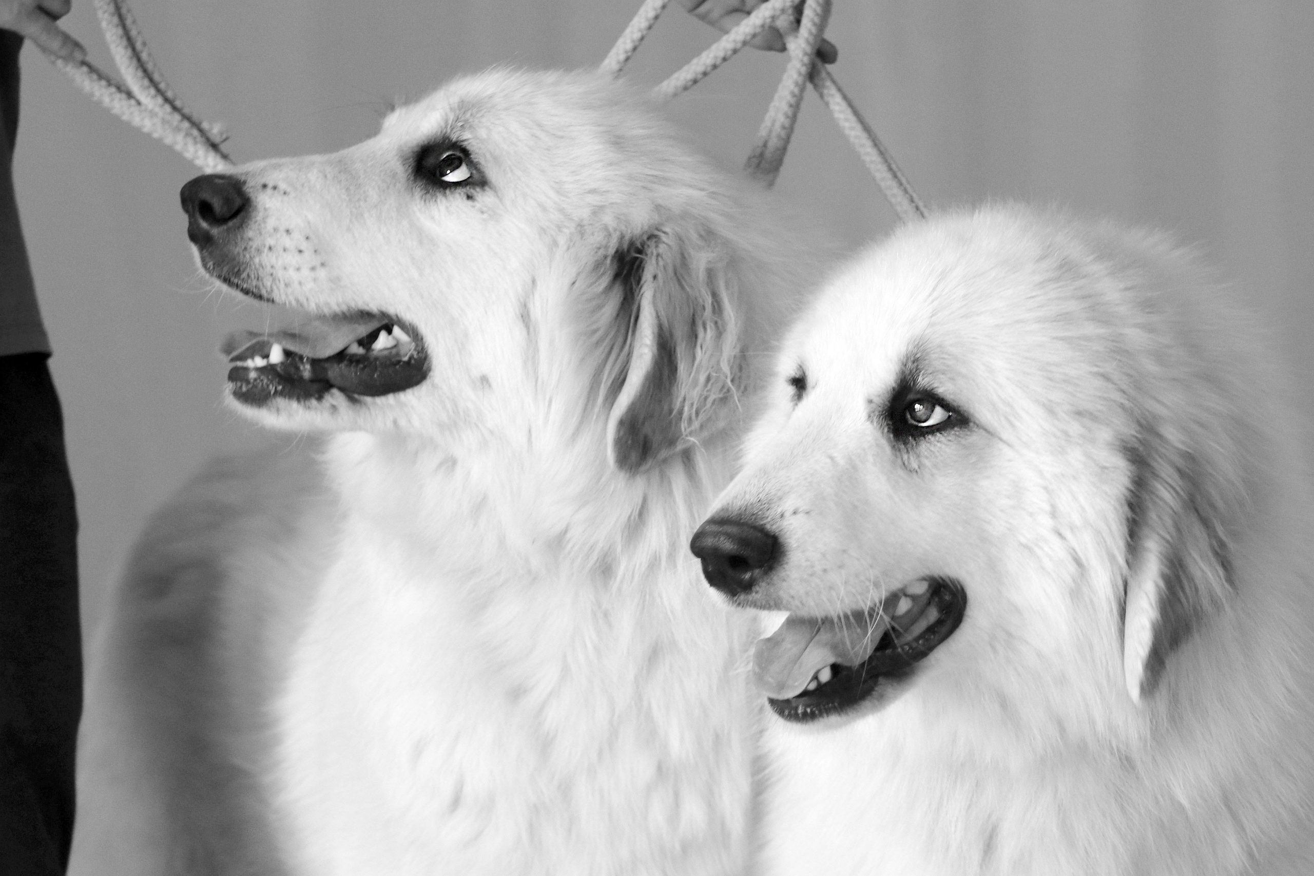 Portrét dvoch sučiek pastierskych psov