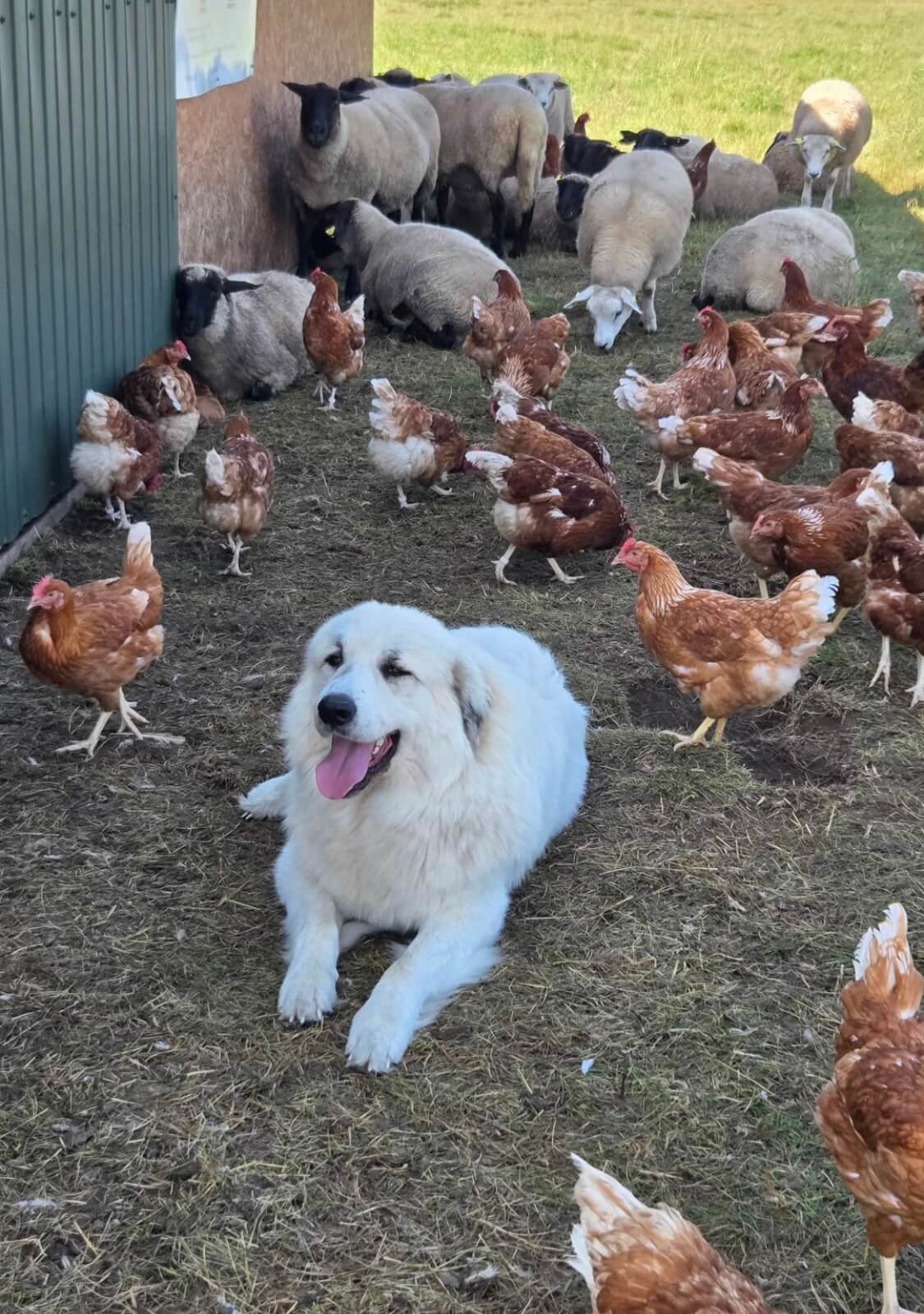 Pastiersky pes ležiaci medzi sliepkami s ovcami v pozadí