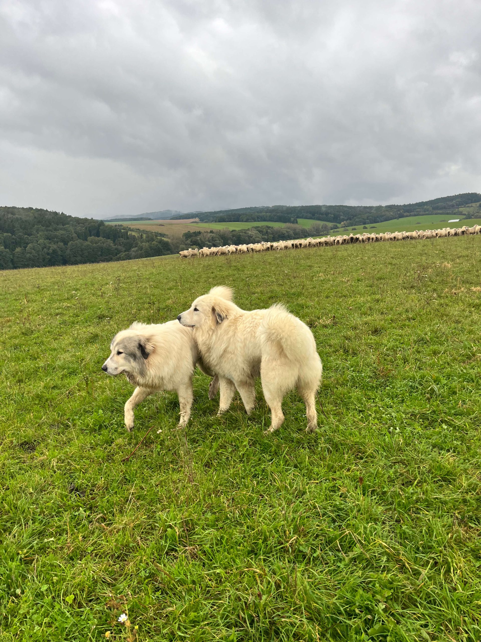 Dva pastierske psy s ovcami v pozadí