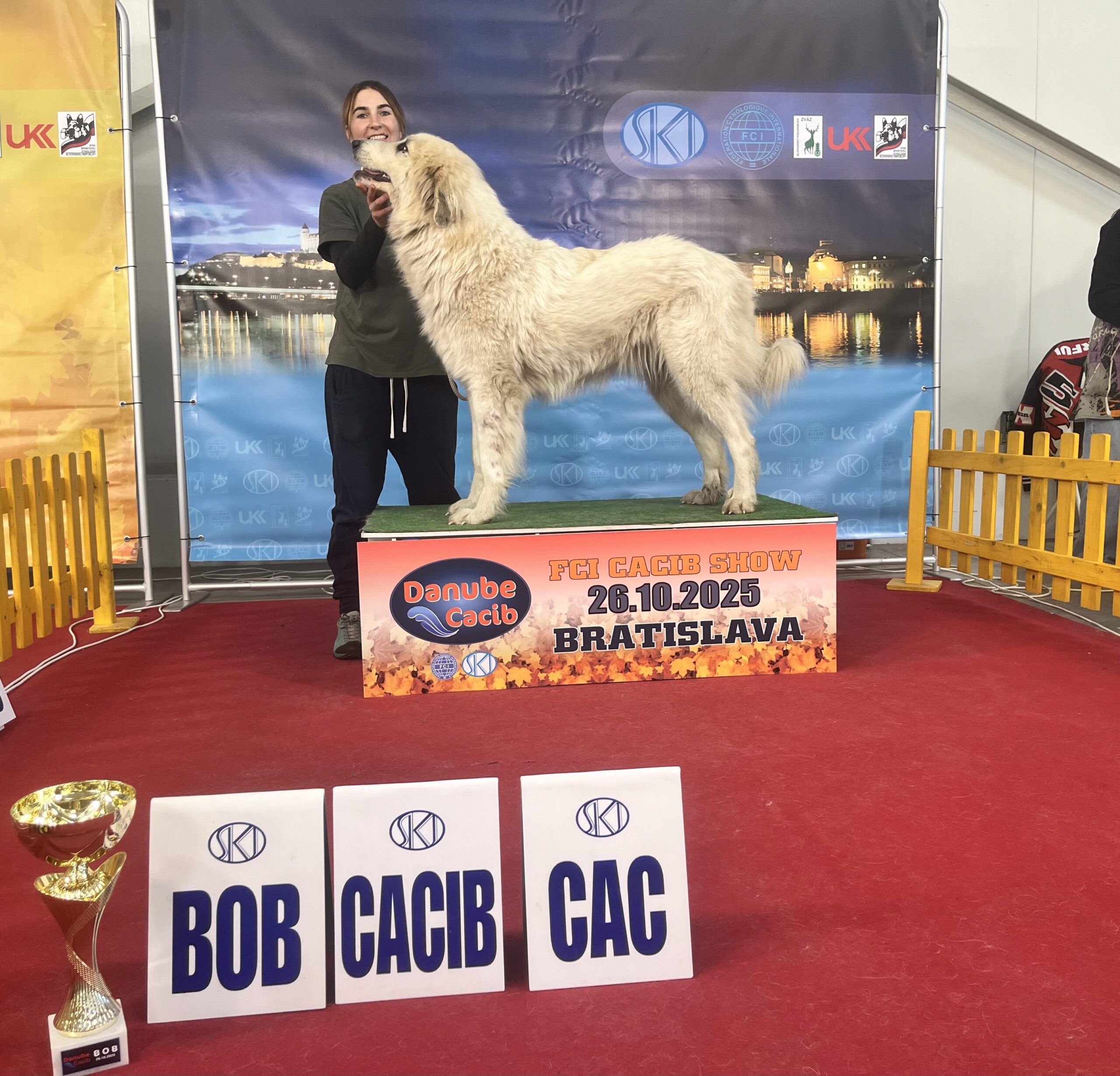 Pastiersky pes na výstave v postoji