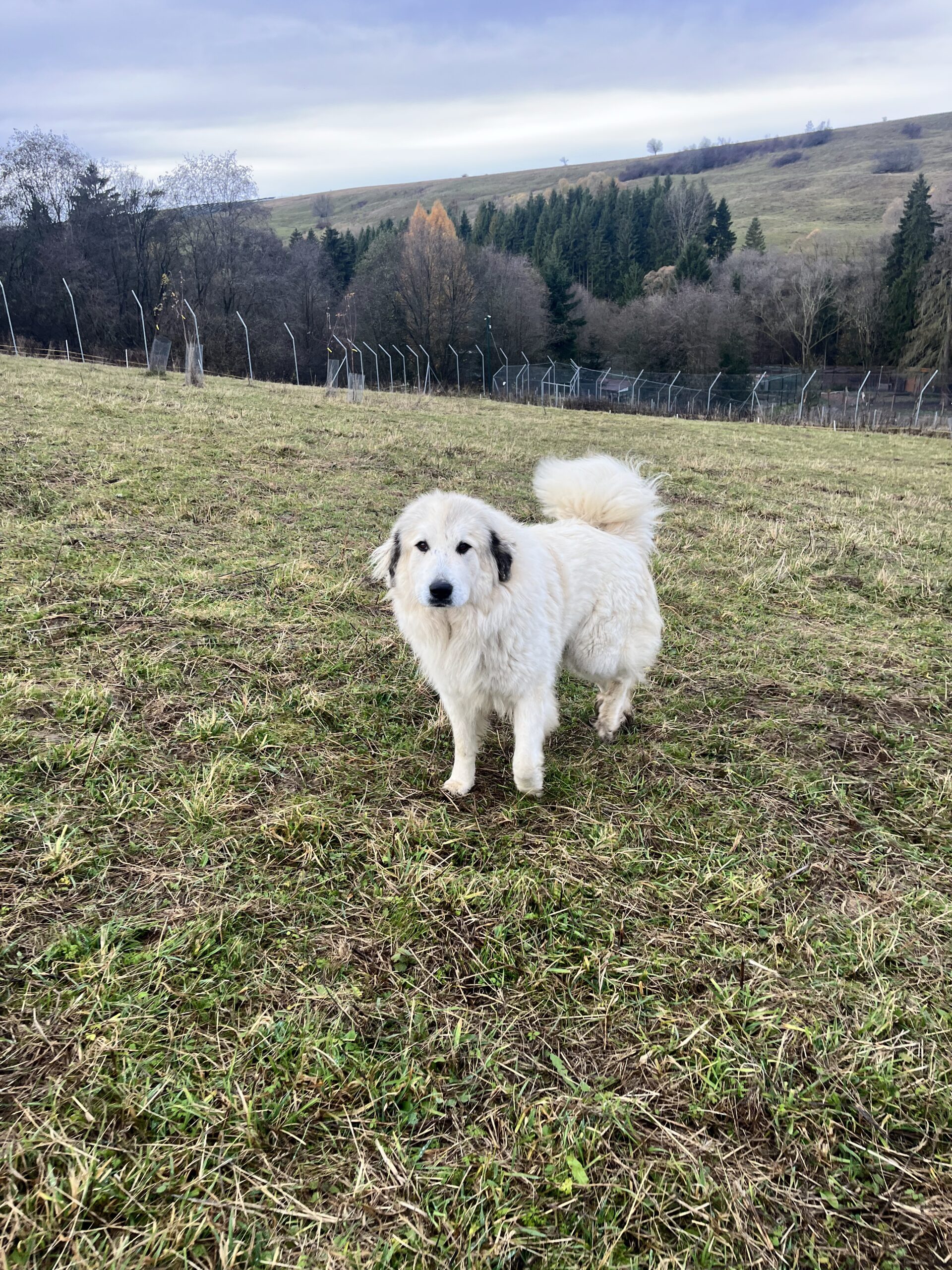Pastiersky pes na pastvine