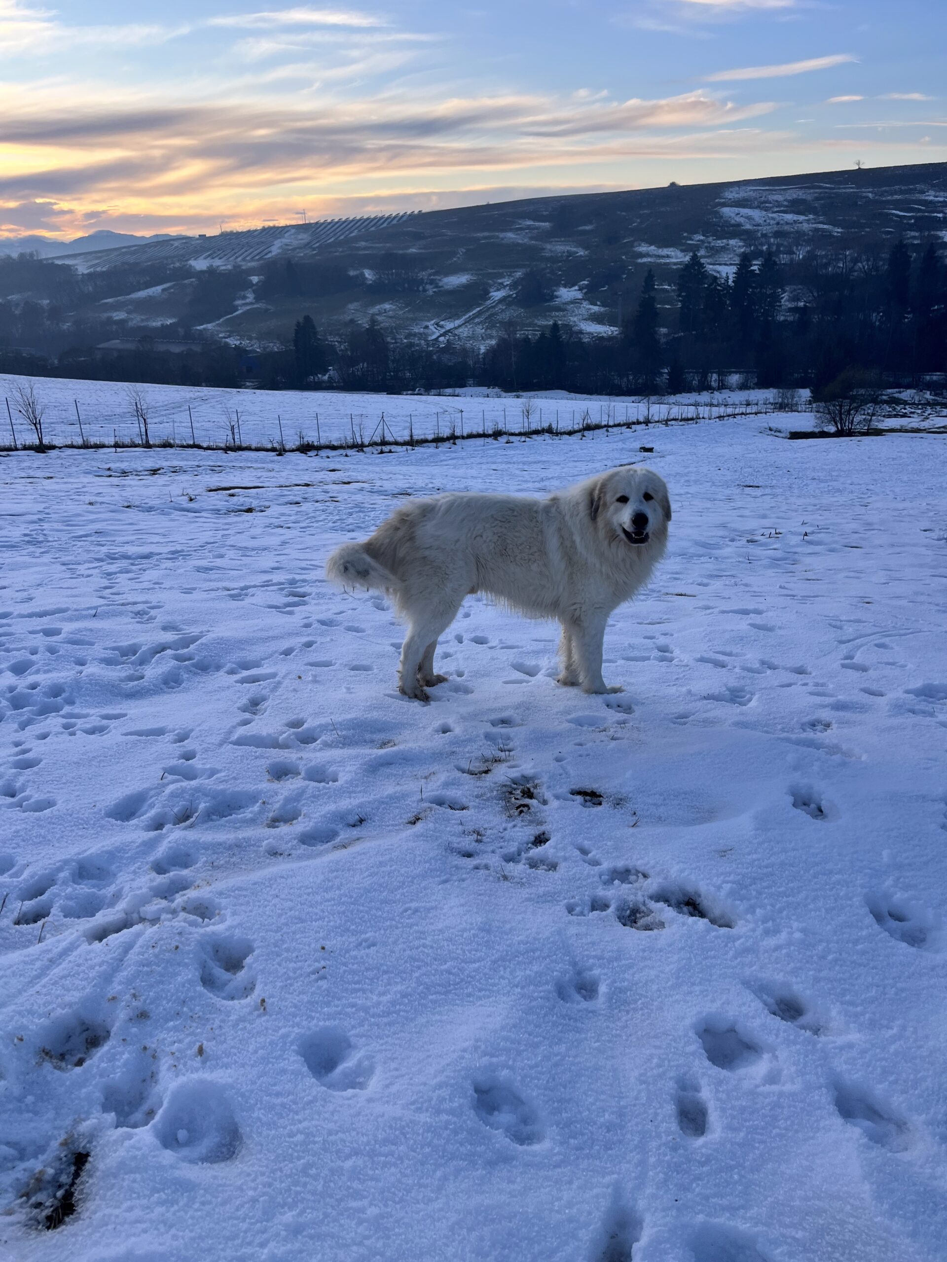 Pastiersky pes v zime stojací na snehu