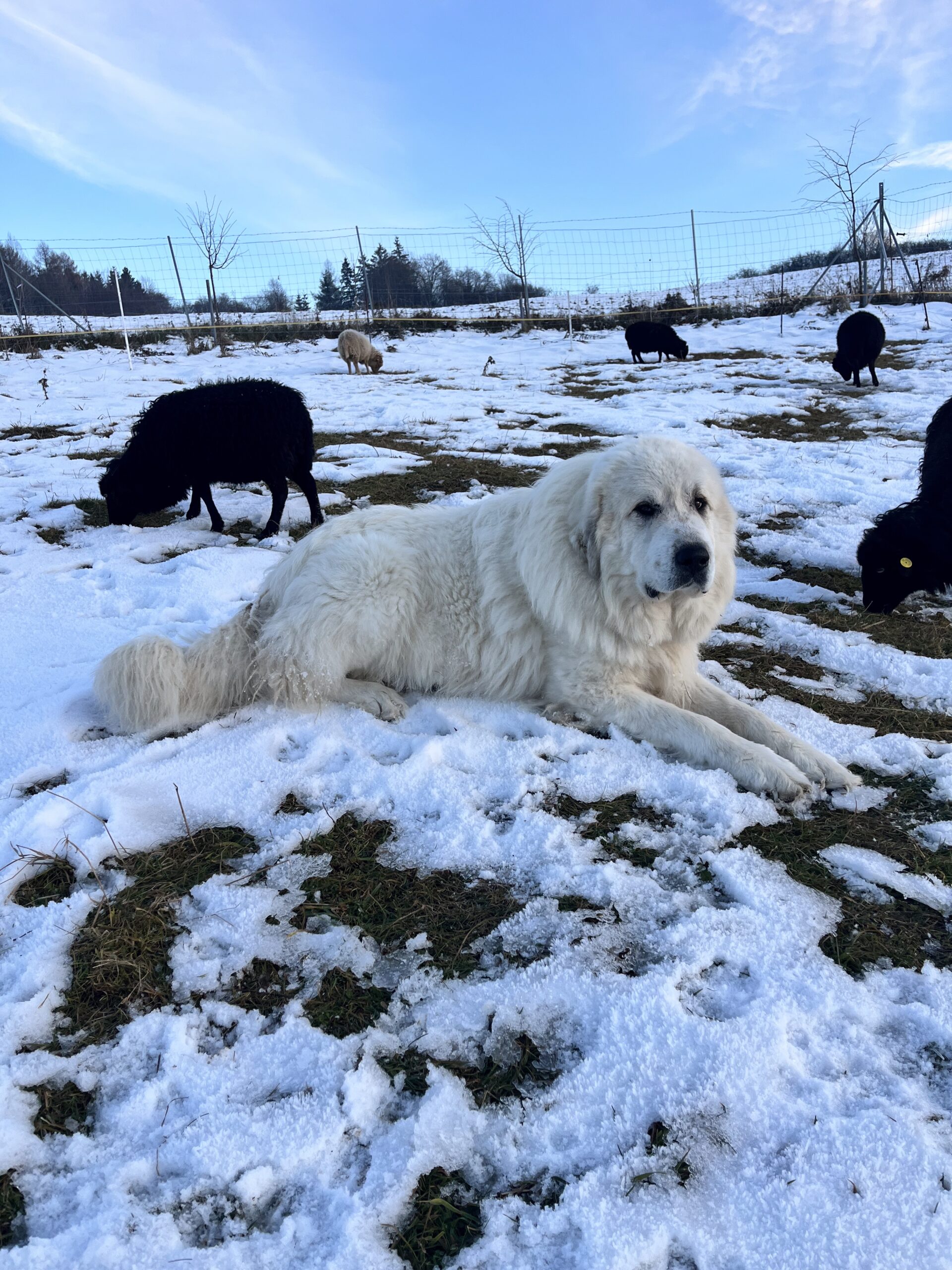 Pastiersky pes ležiaci v zime na snehu medzi ovečkami