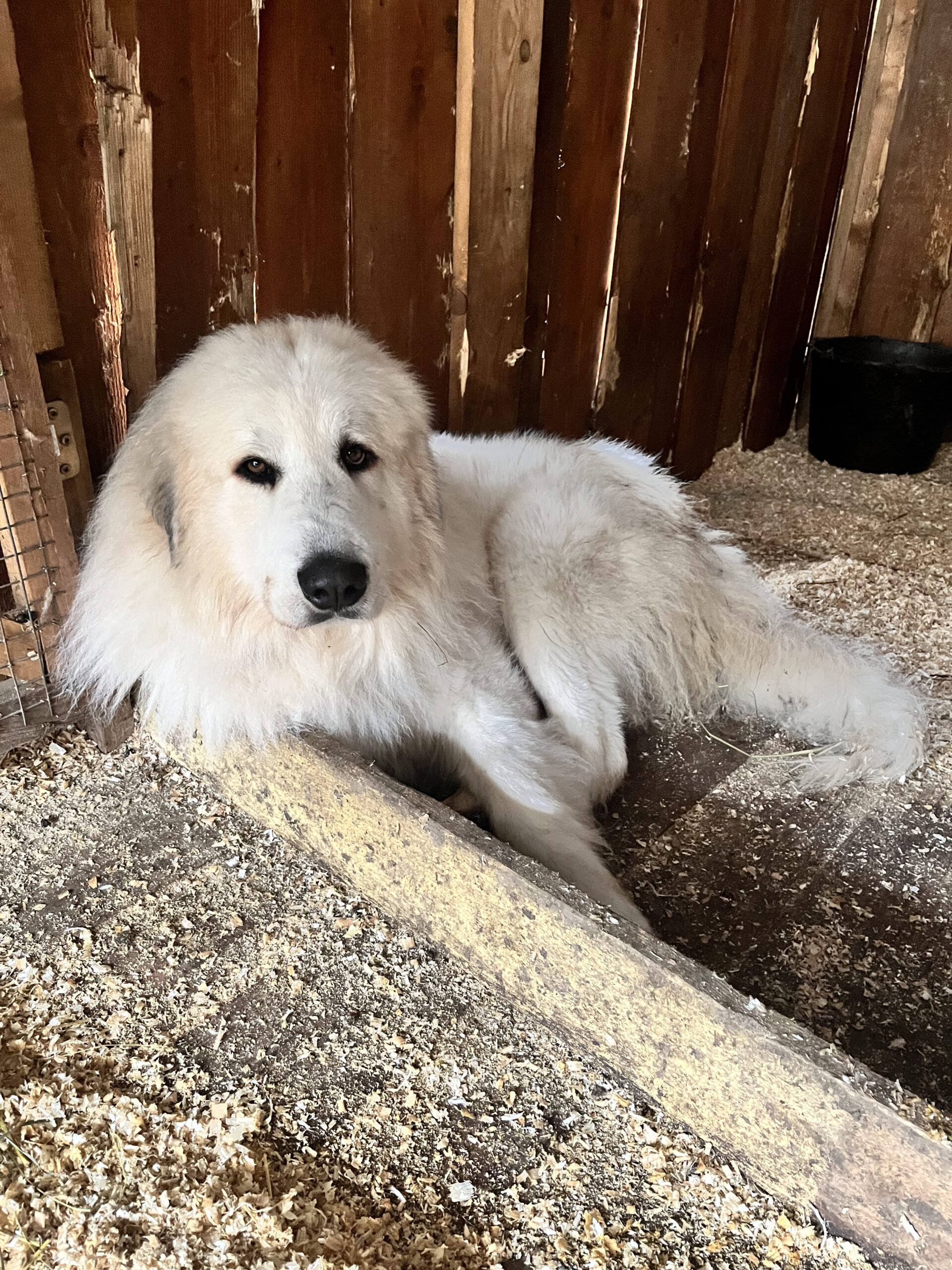Pastiersky pes ležiaci v maštali