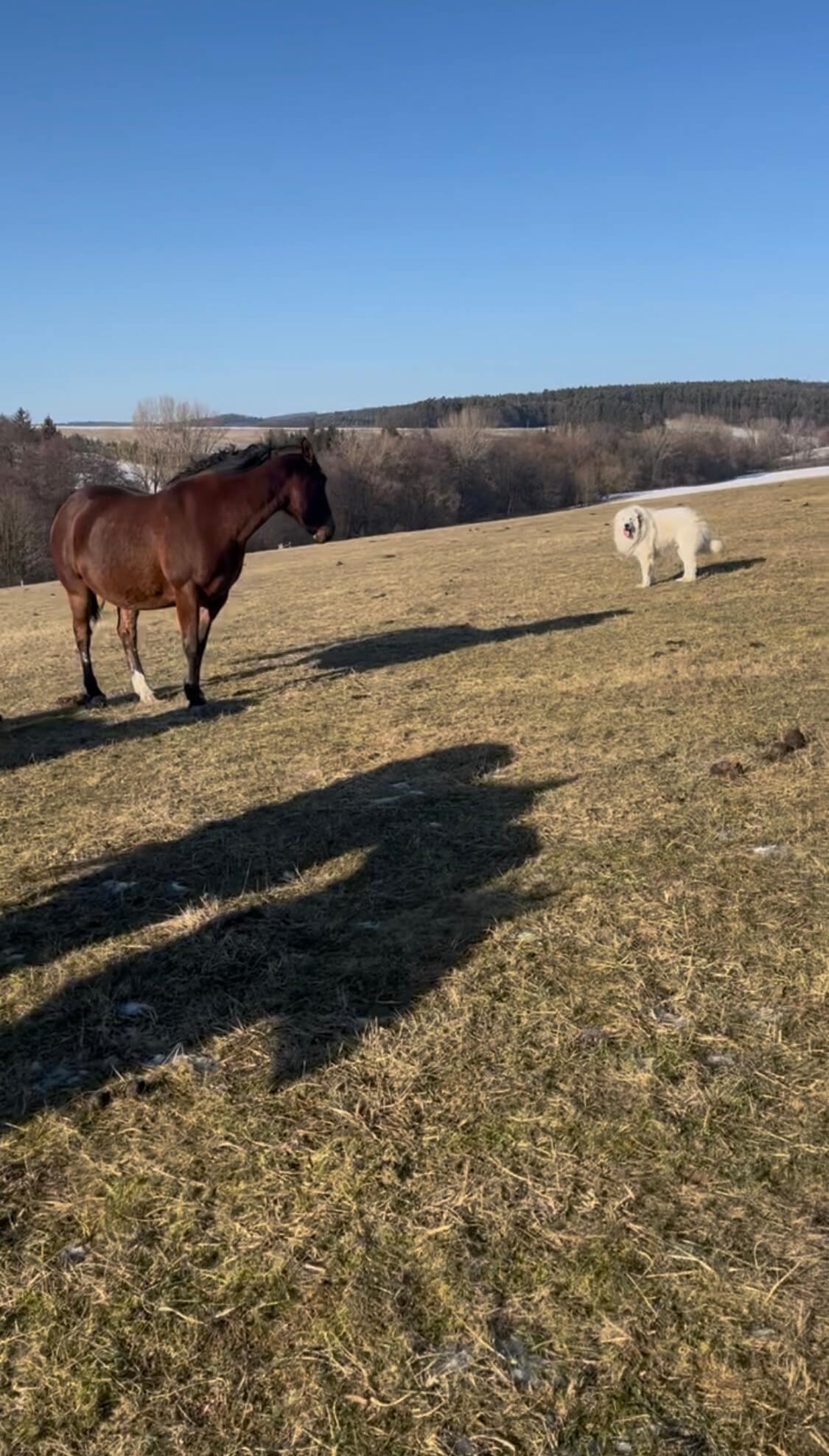 Pastiersky pes a kôň na pastvine