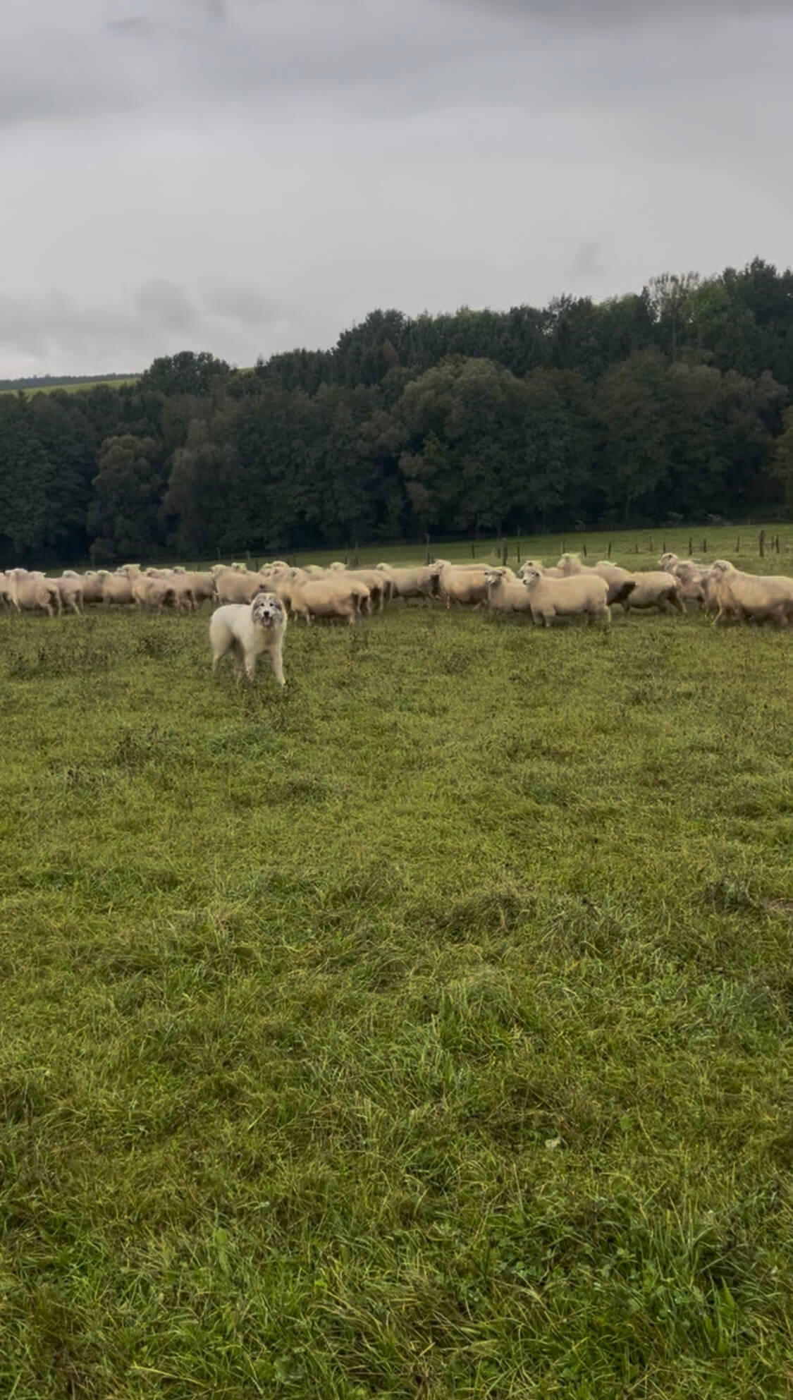 Pastiersky pes s ovcami v pozadí