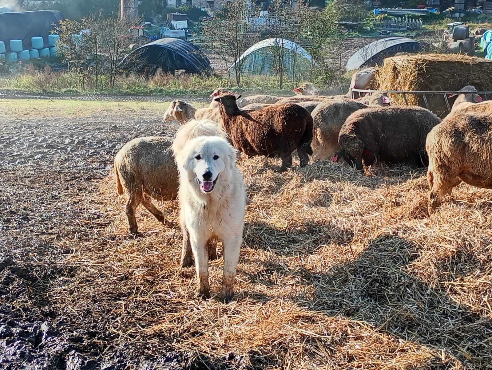 Pastiersky pes medzi ovcami