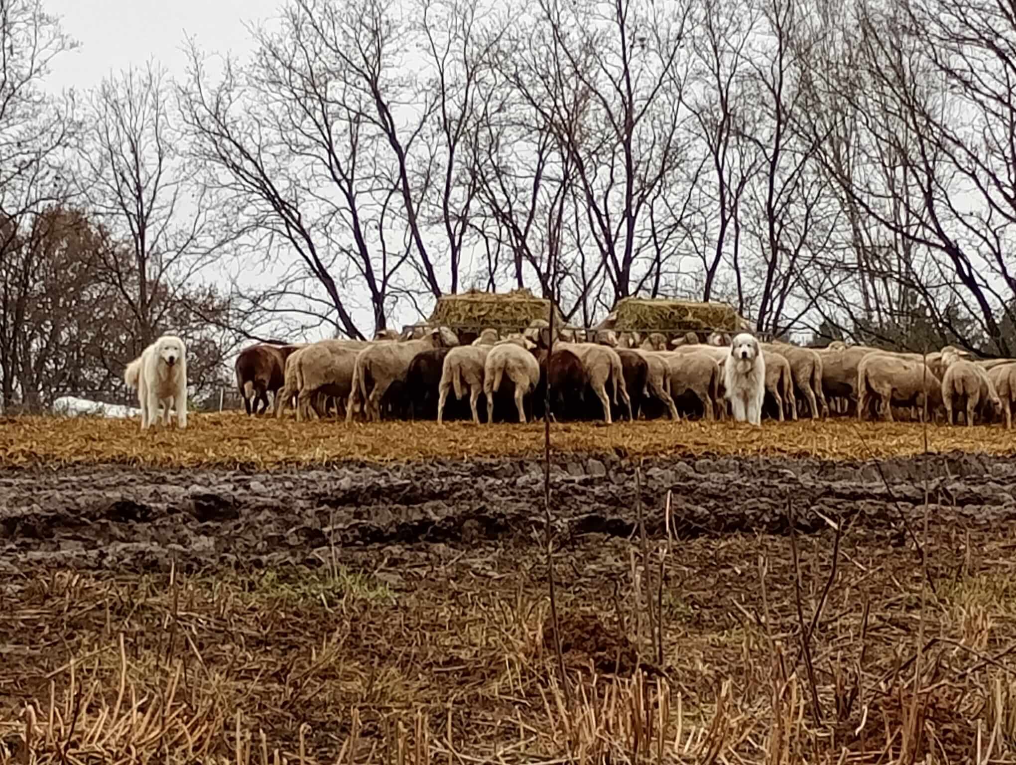 Pastierske psy pri ovciach