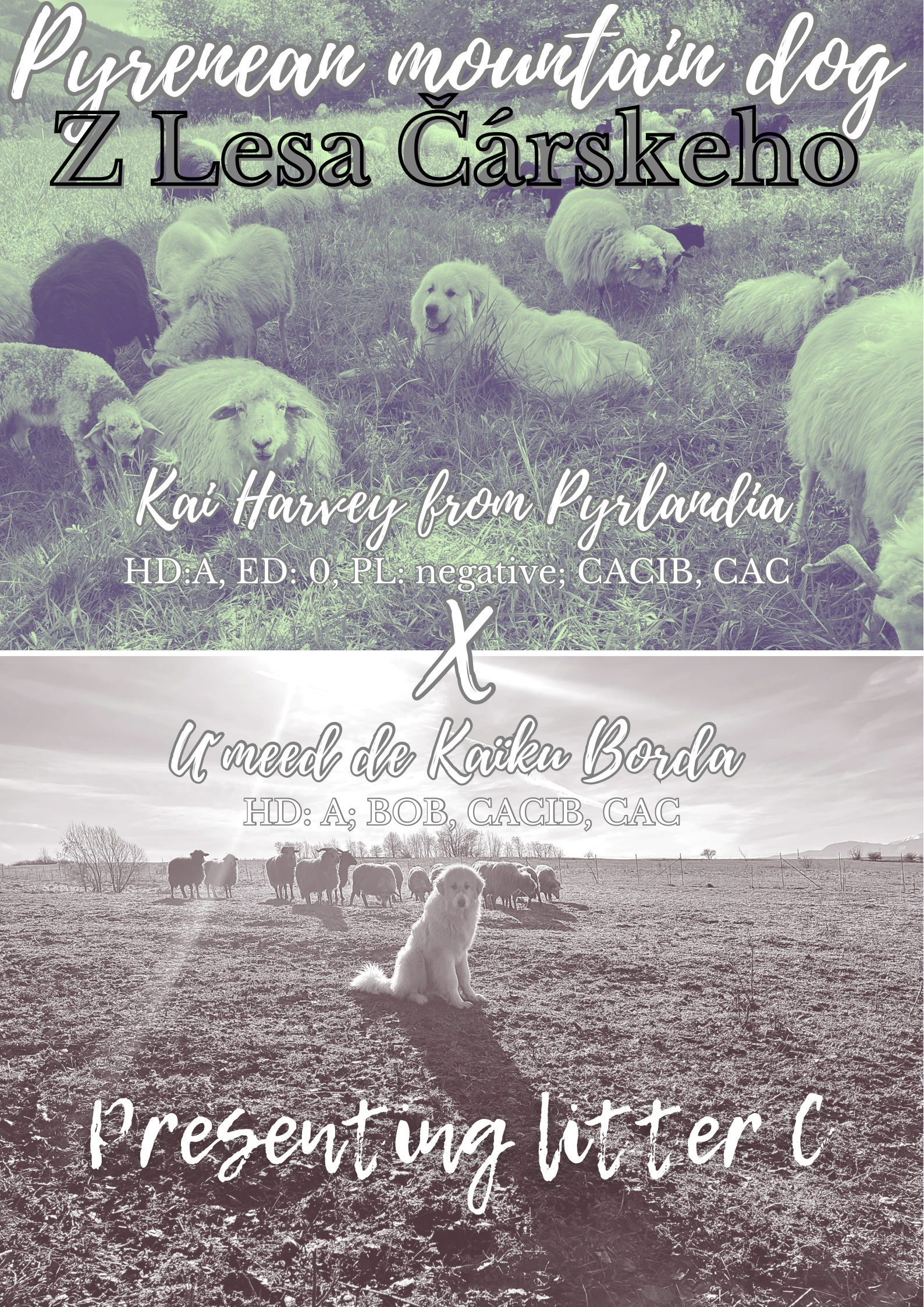 Oznamujeme vrh ``C``