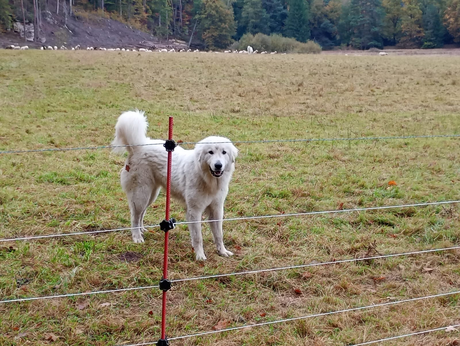 Pastiersky pes za oplôtkom s ovcami