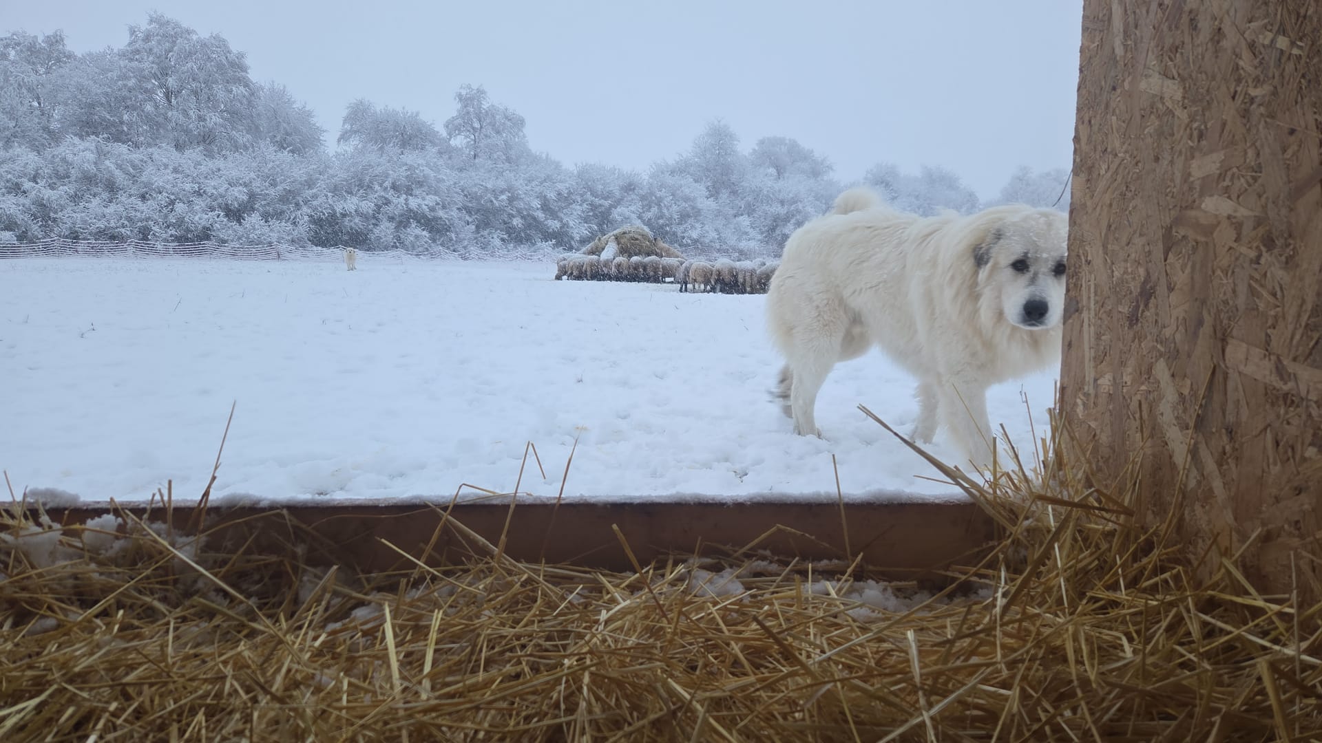 Pastiersky pes v zime s ovcami v pozadí